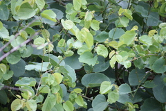 Cissus repens